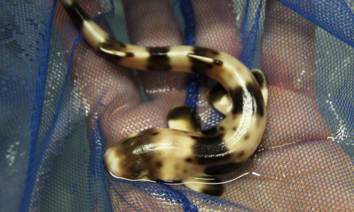 A newly hatched epaulette shark