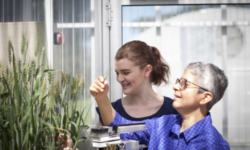 Image: CETP researchers Fiona Koller and Associate Professor Oula Ghannoum are looking for plant traits that enhance the ability of our cereal crops to cope with warmer, drier conditions. Image credit: Charles Tambiah, The Australian National University.