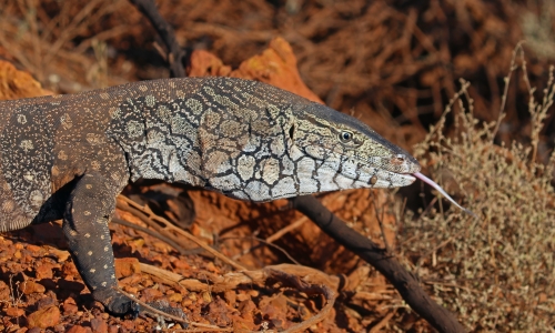 A perentie (Varanus giganteus) observed crossing a road into reference bushland adjacent to an active mine site in Mid West Western Australia.