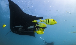Whoopi the Manta Ray