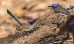 Resident breeder male purple-crowned fairy-wren investigating a 3D-printed model representing a male intruder in nuptial plumage in his territory.