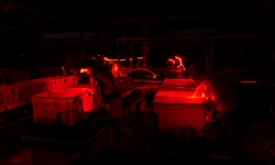 To avoid disrupting the light-sensitive corals, researchers wear red headlamps as they work in the National Sea Simulator during coral spawning.