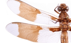 Common whitetail dragonfly. Credit: Public domain image by Christopher Johnson (Insects Unlocked, University of Texas at Austin)