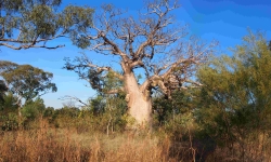 One of the iconic boab trees with a carving in the Kimberley, WA. Credit: Jane Balme
