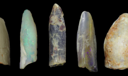 ARC Discovery Early Career Researcher Award (DECRA) recipients, Dr Nicolás Campione and Dr Phil Bell, and PhD candidate Timothy Frauenfelder, from the University of New England, have been studying opalised dinosaur teeth to help paint a picture of the eating habits and lifestyles of the largest land animals to ever roam the planet: sauropods. The teeth were found near the town of Lightning Ridge and are ~100 million years old. Confident in the knowledge that sauropod tooth fossils with different shapes cam