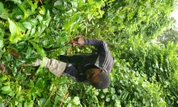 Research assistant Gerard Kyasapa cutting a vine thicket in Tanzania. 
