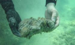 A researcher holds a lump of dead seagrass.