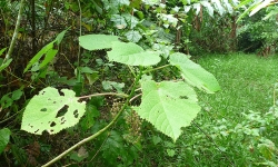 stinging tree leaves