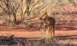 Wild dog dingo in the wild nature Australia.
