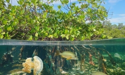 Mangrove half and half with fish and jellyfish.