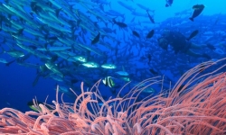 ©Tane Sinclair-Taylor / tane-sinclair-taylor.com. Image courtesy: ARC Centre of Excellence for Coral Reef Studies.