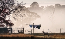 Stock image—Sheep in the backyard with washing on the line against morning fog.