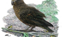 Reconstruction of the giant parrot Heracles