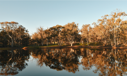 The Dryandra Woodland