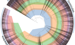 The ‘tree of life’ for the bacterial world, bacteria’s taxonomy in a phylogenetic tree. The ‘tree of life’ for the bacterial world, bacteria’s taxonomy in a phylogenetic tree.