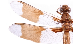 Common whitetail dragonfly. Public domain image by Christopher Johnson (Insects Unlocked, University of Texas at Austin) Common whitetail dragonfly. Public domain image by Christopher Johnson (Insects Unlocked, University of Texas at Austin)