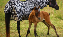 Zebra among horses Zebra among horses