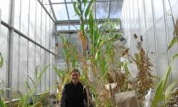 Image: Dr Byrt with some of the diverse range of sorghum types studied in the glasshouse. Image credit: Haiyen Nguyen.