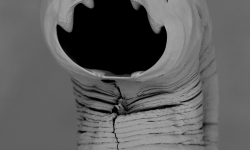 the humble hookworm the humble hookworm