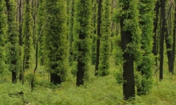 The Australian bush regrowing after a fire. Credit: Dr David Blair. The Australian bush regrowing after a fire. Credit: Dr David Blair.