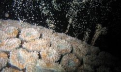 Corals that are better than average at survival, growth and resisting bleaching stress can pass these advantages on to their offspring. Photo: Andrew Baird. Corals that are better than average at survival, growth and resisting bleaching stress can pass these advantages on to their offspring. Photo: Andrew Baird.