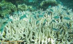 Image: Bleached staghorn with damselfish.
