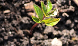 Image: Silver nanoparticles could impact food grown in contaminated soil.