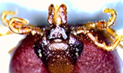 Image: An echidna tick, Bothriocroton concolor.
