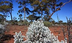 Image: Kalgoorlie plant life. Plants growing in inner regions of Australia are at high risk from heat-waves.