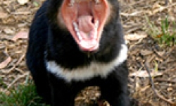 Caption: Whollydooleya tomnpatrichorum was twice the size of a Tasmanian Devil.