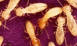 Image: Formosan subterranean termite.