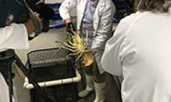 Pictured: IMAS Researcher Dr Quinn Fitzgibbon displays a lobster for the media.