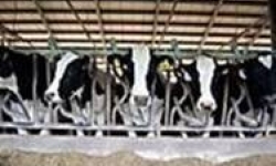 Image: Cows.