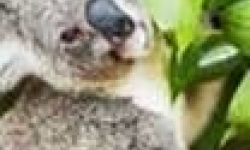 Image: Koala By Itself In A Tree.