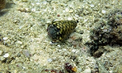 Image: Cone Snail at the bottom of the ocean.