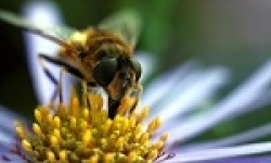 Image: Bee.