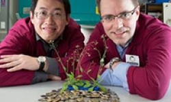 Image: Better spenders. Dr Lei Li (L) and Professor Harvey Millar (R) say their research could lead to productive crop plants that more wisely manage their energy budgets.