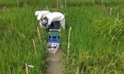 Image: Measuring photosynthesis in rice fields