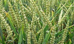 Image: Triticum aestivum (Common wheat) Copyright © 2007 David Monniaux, CC BY-SA 3.0
