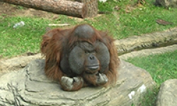 Image: The Bornean Orangutan is one of the beneficiaries of Marxan, a conservation planning software tool developed by CEED researchers.