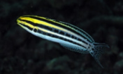 Image: Striped Blenny fish