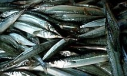Image: Garfish catch