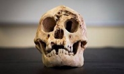 Image: Homo Floresiensis skull 2.