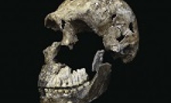 Image: "Neo" skull of Homo naledi from the Lesedi Chamber.