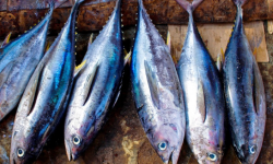 wild fish catch goa wild fish catch goa