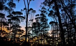 Dryandra Sunrise Dryandra Sunrise