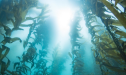 Kelp Forest (CC BY 2.0)