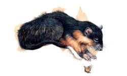 Rat Rat