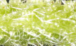 The Gympie Gympie stinging tree has needle-like trichomes which inject toxins. Credit: Institute for Molecular Bioscience, University of Queensland The Gympie Gympie stinging tree has needle-like trichomes which inject toxins. Credit: Institute for Molecular Bioscience, University of Queensland