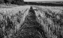 crop harvested crop harvested
